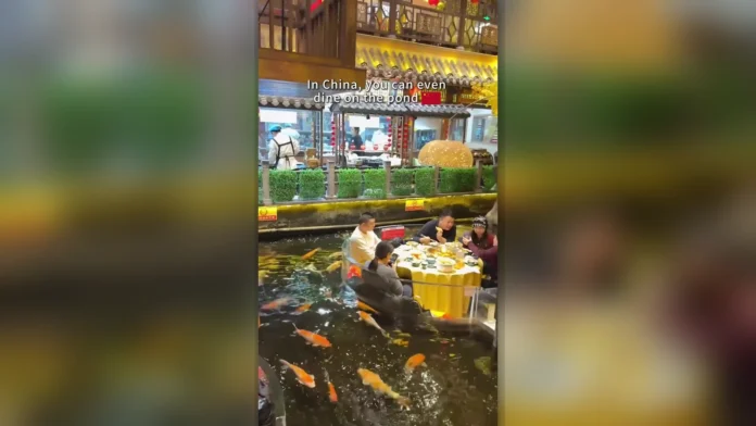 Diners seated at a round table in a Guangzhou koi pond surrounded by brightly coloured fish